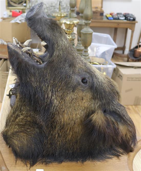 A boars head